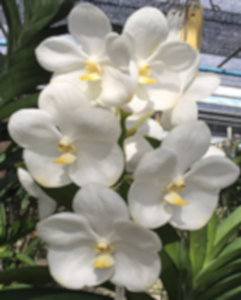 V.-Nopporn-White-Diamond-Orchid-World