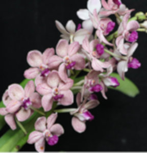 Vanvanda-June-Raper-x-V.-denisoniana-Orchid-World