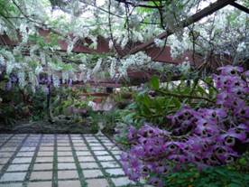 Wisteria Courtyard