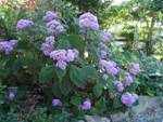 Eupatorium Bush