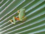 Frog on Bismarckia