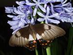 Butterfly on Agapanthus