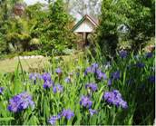Irises in Lagoon