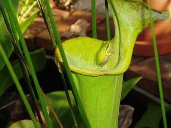 Frog on Pitcher Plant