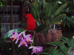 King Parrot with orchid