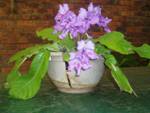 Streptocarpus