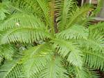 Blechnum Fern