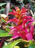 Guzmania