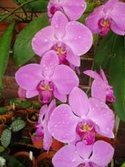 Phalaenopsis Orchid