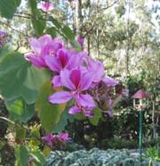 Bauhinia Tree