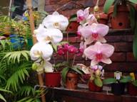 Phalaenopsis Group