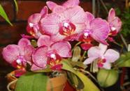 pink phalaenopsis