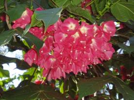 Red Dombeya