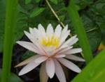 Waterlily