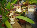 Oncidium