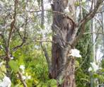 Tawny frog mouth bauhina