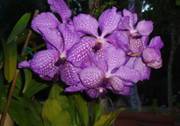 vanda