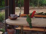 King Parrots on Table