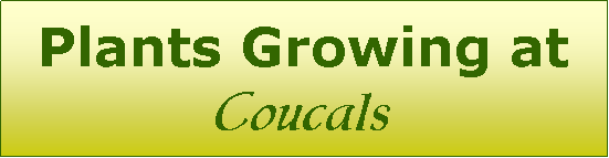 Text Box: Plants Growing at Coucals
