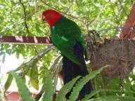 King Parrots Feeding