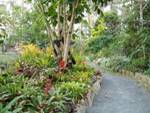 Bromeliad Path