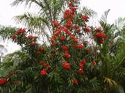 Tree Waratah