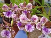 Zygopetalum