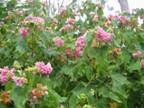 Pink Dombeya