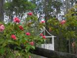 Pink Dombeya