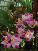 Cattleya