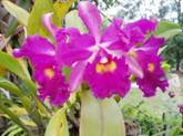 Cattleya