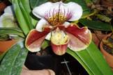 Paphiopedilum