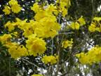 Yellow Tabebuia