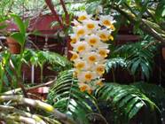 Dendrobium Thyrsiflorum