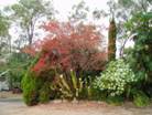 Crepe Myrtle Tree Diseases Pictures - crepe myrtle tree diseases pictures