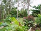 Spotted Gums