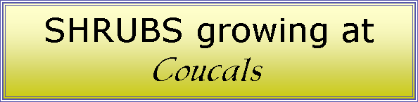 Text Box: SHRUBS growing at Coucals