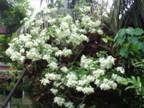 Mussaenda