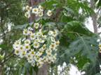 Tree Daisy