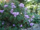 Eupatorium