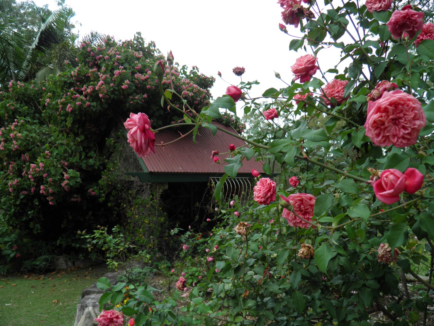 Coucals Garden - Roses